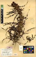 Syntype of Astragalus akkensis Coss. var. integrifolius Maire [family FABACEAE-PAPILIONOIDEAE]