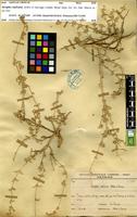 Type of Atriplex malvana Aellen & Sauvage [family CHENOPODIACEAE]