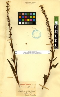 Lysimachia ephemerum L. [family PRIMULACEAE]