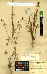 Linum austriacum L. subsp. gaetulus Humb. [family LINACEAE]