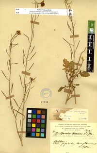 Erucastrum varium (Durieu) Durieu [family BRASSICACEAE]