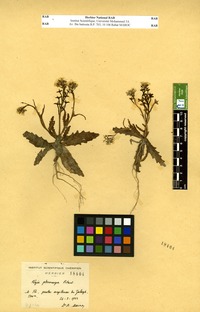 Fezia pterocarpa Pitard [family BRASSICACEAE]