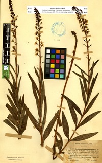 Lysimachia ephemerum L. [family PRIMULACEAE]