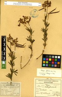 Lathyrus filiformis (Lam.) J.Gay. [family FABACEAE]