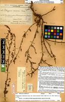 Holotype of Polygonum romanum Jacq. var. marocanum Mihi [family POLYGONACEAE]
