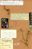 Type? of Anacyclus valentinus L. var. homogamus Maire [family ASTERACEAE]