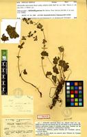 Holotype of Alchemilla subcrenata Buser subsp. atlantis Emb. [family ROSACEAE]