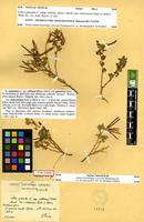 Syntype of Lotus cytisoides L. var. cinerascens Emberger & Maire [family FABACEAE-PAPILIONOIDEAE]