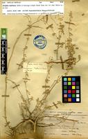Type of Atriplex malvana Aellen & Sauvage [family CHENOPODIACEAE]