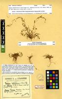 Syntype of Sagina sabuletorum (J.Gay) Lange. var. atlantica Litard. et Maire [family CARYOPHYLLACEAE]