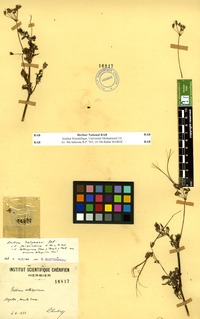 Erodium salzmannii Delile [family GERANIACEAE]