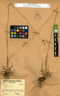 Luzula nodulosa E. Mey. [family JUNCACEAE]