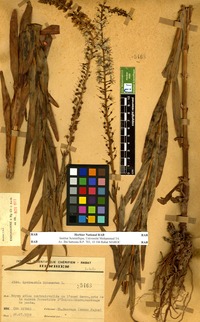Lysimachia ephemerum L. [family PRIMULACEAE]