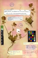 Holotype of Anthyllis vulneraria L. subsp. saharae (Sagorski) Maire [family FABACEAE-PAPILIONOIDEAE]