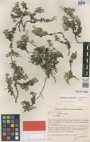 Holotype of Gomphrena grazielae J.C.Siqueira [family AMARANTHACEAE]