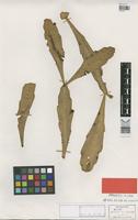 Holotype of Rhipsalis olivifera N.P. Taylor & Zappi [family CACTACEAE]