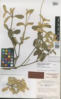 Type of Pfaffia townsendii Pederesen [family COMPOSITAE]