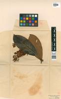 Holotype of Byrsonima discolor Pilger [family MALPIGHIACEAE]