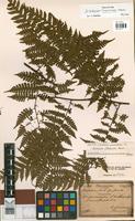 Holotype of Diplazium grammatoides Fée [family ATHYRIACEAE]
