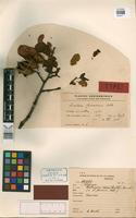 Syntype of Lueheopsis rosea Burret [family TILIACEAE]