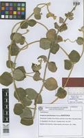 Isotype of Gomphrena hatschbachiana Pedersen [family AMARANTHACEAE]