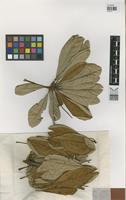 Paratype of Buchenavia pabstii Marquete & C.Valente [family COMBRETACEAE]