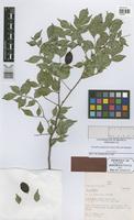 Paratype of Exostyles godoyensis Soares-Silva & Mansano [family LEGUMINOSAE]