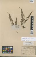 Isotype of Diplazium grammitoides Presl [family PTERIDOPHYTA]