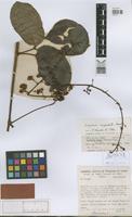 Isotype of Serjania morii Acev.-Rodr. [family SAPINDACEAE]