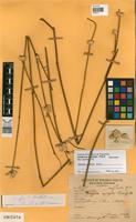 Holotype of Pfaffia aphylla Suess. [family AMARANTHACEAE]