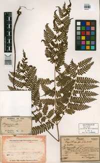Pteris muricella Fée [family PTERIDACEAE]
