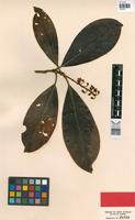 Holotype of Byrsonima discolor Pilger [family MALPIGHIACEAE]
