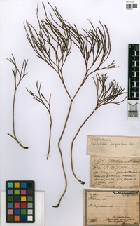 Psilotum nudum (L.) P. Beauv. [family PSILOTACEAE]