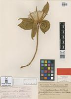 Isotype of Gomphrena macrocephala A.St.-Hil. var. pulcherrima Chodat [family AMARANTHACEAE]