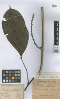 Isotype of Paullinia echinata Huber [family SAPINDACEAE]
