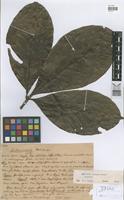 Isotype of Paullinia echinata Huber [family SAPINDACEAE]