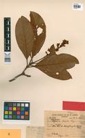 Holotype of Byrsonima discolor Pilger [family MALPIGHIACEAE]