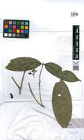 Isotype of Coussarea bocainae M.Gomes [family RUBIACEAE]