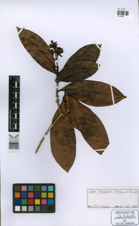 Holotype of Ixora pilosostyla Di Maio & Peixoto [family RUBIACEAE]