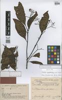 Isotype of Cordia lomatoloba Johnst. [family BORAGINACEAE]