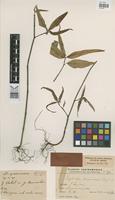 Paratype of Euphorbia surinamensis Lanj. [family EUPHORBIACEAE]