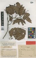 Isotype of Cynometra stenopetala Dwyer [family LEGUMINOSAE]