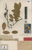 Isotype of Drepanocarpus crista-castrensis Mart. ex Benth. latifolius [family LEGUMINOSAE]