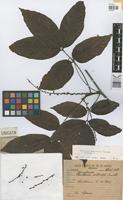 Isotype of Paullinia interrupta Benth. [family SAPINDACEAE]