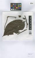 Isotype of Paullinia echinata Huber [family SAPINDACEAE]