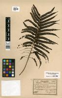 Alsophila lepifera J. Sm. [family CYATHEACEAE]