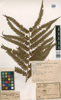 Pteris wallichiana J. Agardh [family PTERIDACEAE]