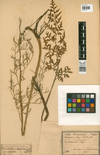 Ceratopteris thalictroides (L.) Brongn. [family PTERIDACEAE]