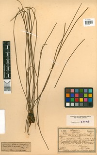 Vittaria isoetifolia Bory [family PTERIDACEAE]