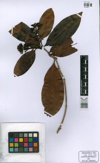Holotype of Ixora pilosostyla Di Maio & Peixoto [family RUBIACEAE]